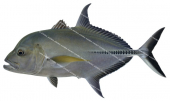 Black Trevally-4,Caranx lugubris,Roger Swainston,Animafish