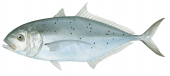 Bludger Trevally,Carangoides gymnostethus,Roger Swainston,Animafish