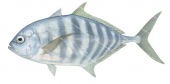 Blue Trevally-2,Carangoides ferdau,Roger Swainston,Animafish