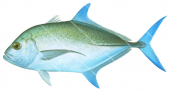 Bluefin Trevally-1,Caranx melampygus,Roger Swainston,Animafish