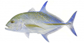 Bluefin Trevally-2,Caranx melampygus,Roger Swainston,Animafish