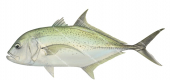 Brassy Trevally-2,Caranx papuensis,Roger Swainston,Animafish