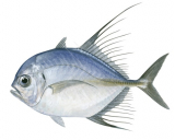 Bumpnose Trevally,Carangoides hedlandensis,Roger Swainston,Animafish