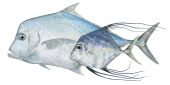 Diamond Trevally Adult and Juvenile,Alectis indica,Roger Swainston,Animafish