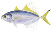 Male Fringefin Trevally,Pantolabus radiatus,Roger Swainston,Animafish