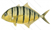 Golden Trevally,Juvenile,Gnathanodon speciosus,Roger Swainston,Animafish