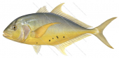 Golden Trevally-2,Gnathanodon speciosus,Roger Swainston,Animafish