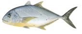 Golden Trevally-5,Gnathanodon speciosus,Roger Swainston,Animafish