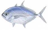 Longraker Trevally,Ulua mentalis,Roger Swainston,Animafish