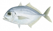 Malabar Trevally,Carangoides malabaricus,Roger Swainston,Animafish