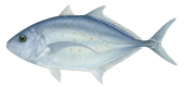 Orangespotted Trevally,Carangoides bajad,Roger Swainston,Animafish