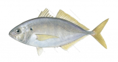 Sand Trevally,Pseudocaranx wrighti,Roger Swainston,Animafish