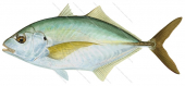 Silver Trevally-1,Pseudocaranx dentex,Roger Swainston,Animafish