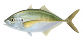 Silver Trevally-2,Pseudocaranx dentex,Roger Swainston,Animafish