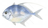 Silvermouth Trevally,Ulua aurochs,Roger Swainston,Animafish