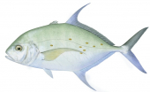 Thicklip Trevally-1,Carangoides othogrammus,Roger Swainston,Animafish