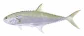 Giant Queenfish-3,Scomberoides commersonianus,Roger Swainston,Animafish