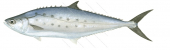 Lesser Queenfish-2,Scomberoides lysan,Roger Swainston,Animafish