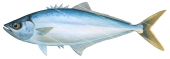 Yellowtail Queenfish,Oligoplites saurus,Roger Swainston,Animafish