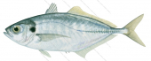 Barred Yellowtail Scad,Atule mate, Roger Swainston,Animafish