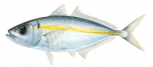 Bigeye Scad-1,Selar crumenophthalmus,Roger Swainston,Animafish