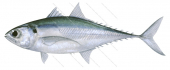Finny Scad,Megalaspis cordyla,Roger Swainston,Animafish