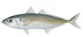 Indian Scad-2,Decapterus russelli,Roger Swainston,Animafish