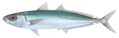 Mackerel Scad-2,Decapterus macarellus,Roger Swainston,Animafish