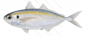 Yellowstripe Scad-1,Selaroides leptolepis,Roger Swainston,Animafish