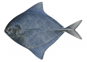 Black Pomfret,Parastromeus niger,Roger Swainston,Animafish