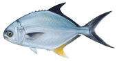 Paloma Pompano,Trachinotus paitensis,Roger Swainston,Animafish