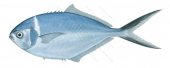 Steel Pompano,Trachinotus stilbe,Roger Swainston,Animafish