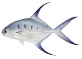Common Dart,Trachinotus botla,Roger Swainston,Animafish