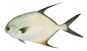 Snubnose Dart-2,Trachinotus blochii,Roger Swainston,Animafish