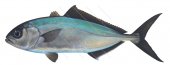 Fortune Kingfish,Seriola peruana,Roger Swainston,Animafish