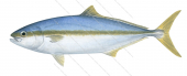 Yellowtail Kingfish,juv,Seriola lalandi,Roger Swainston,Animafish