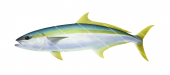 Yellowtail Kingfish-2,Seriola lalandi,Roger Swainston,Animafish,