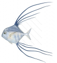 Pennantfish,juv,Alectes ciliaris,Roger Swainston,Animafish