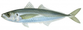 Jack Mackerel,Trachurus declivis,Roger Swainston,Animafish