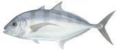 Turrum,Carangoides fulvoguttatus,Roger Swainston,Animafish