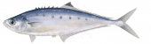 Needleskin Queenfish,Scomberoides tol,Roger Swainston,Animafish