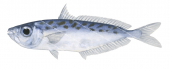Elongate Ponyfish,Leiognathus elongatus,Roger Swainston,Animafish