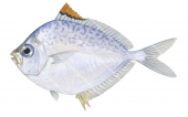 Orangefin Ponyfish,Leiognathus buindusCommon
