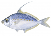 Whipfin Ponyfish,Leiognathus leuciscus,Roger Swainston,Animafish