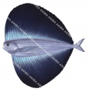 Pacific Fanfish,Pteraclis aesticola,Roger Swainston,Animafish