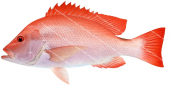 Saddletail Snapper-2,Lutjanus malabaricus,Roger Swainston,Animafish