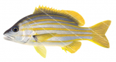 Stripey Snapper-2,Lutjanus carponotatus,Roger Swainston,Animafish