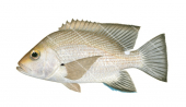 Timor Snapper,Lutjanus timorensis,Roger Swainston,Animafish