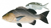 Adult and Juvenile Red Bass,Lutjanus bohar,scientific illustration by Roger Swainston