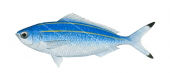 Black-tipped Fusilier,Pterocaesio digramma,Roger Swainston,Animafish